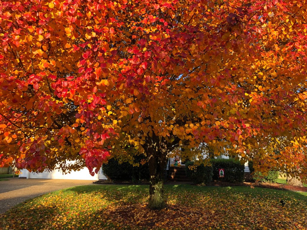 Girl Trees and&nbsp;Pruning